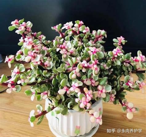 金枝玉葉植物|金枝玉叶怎么养？注意这7个要点！